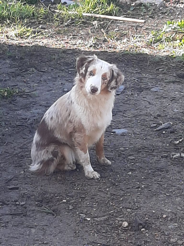 Sioux de la Forêt des p'tits loups