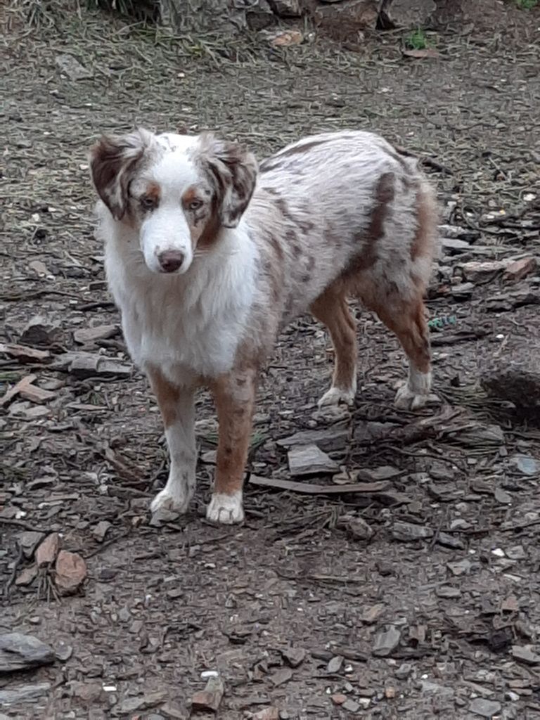 Sioux de la Forêt des p'tits loups