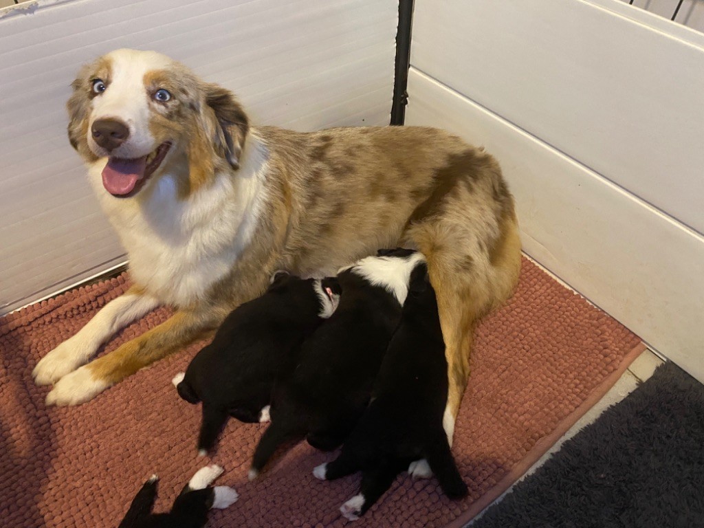 chiot Berger Américain Miniature  de la Forêt des p'tits loups