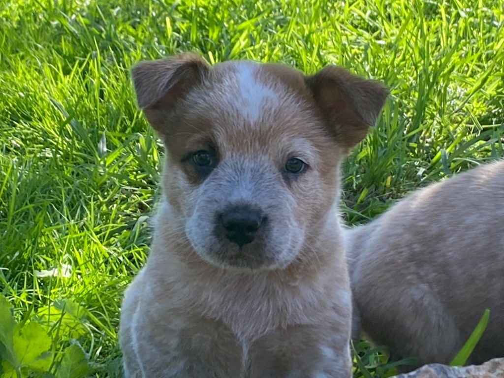 de la Forêt des p'tits loups - Chiot disponible  - Bouvier australien