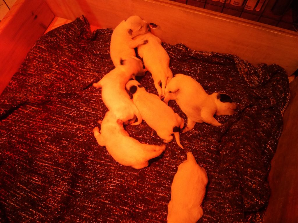 Bébés 2017 LAKOTA X JULIUUS
