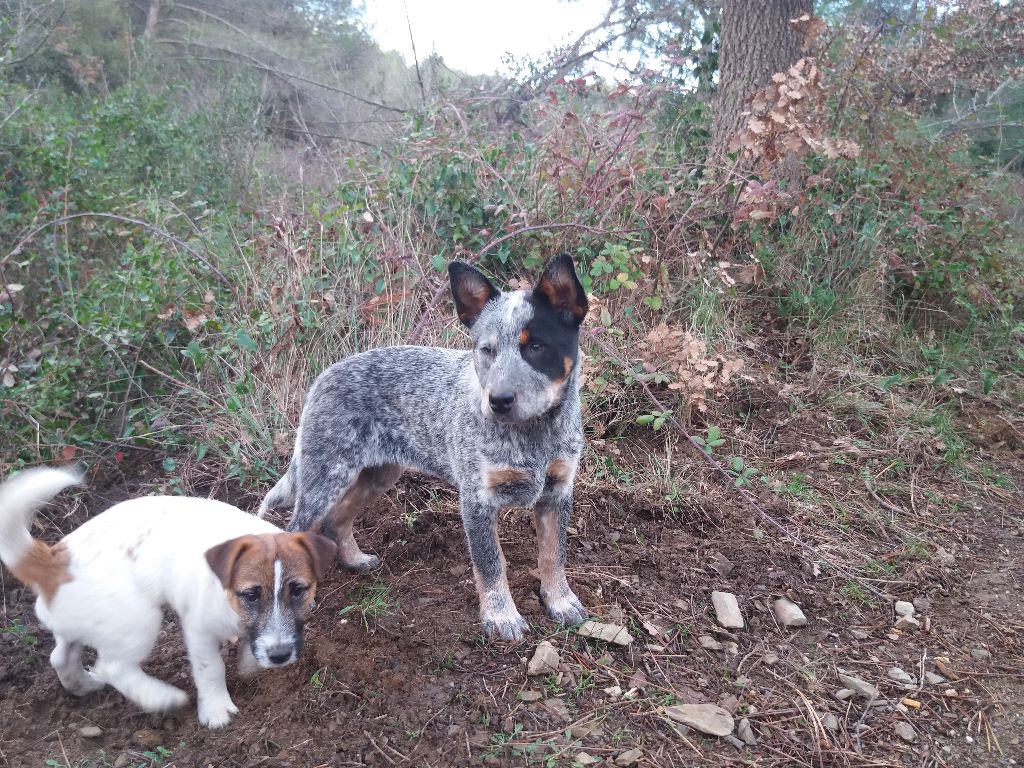 Nos chiens