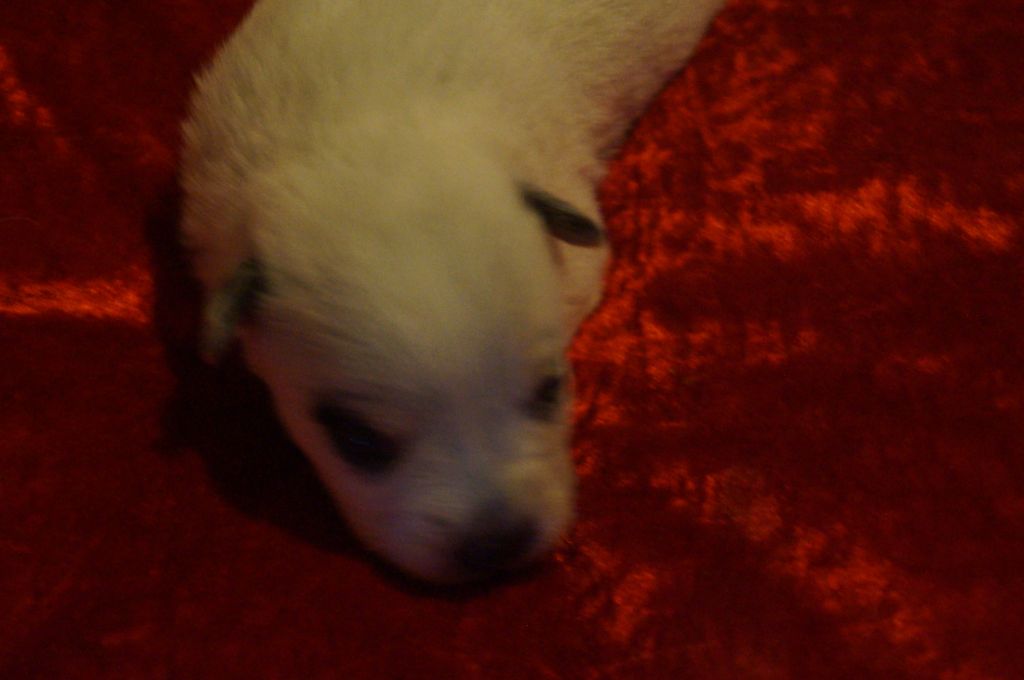 Bébés 2018 LAKOTA X JULIUUS