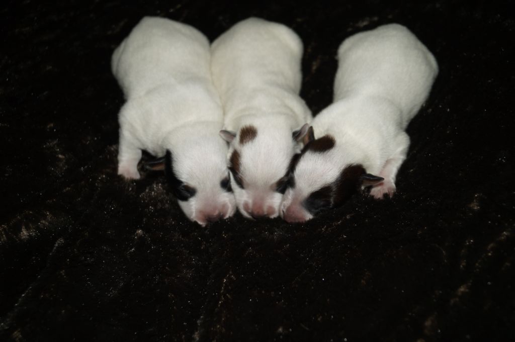 CHIOTS 2019 LAKOTA X RIGAROOMA OPIS RED SKIN
