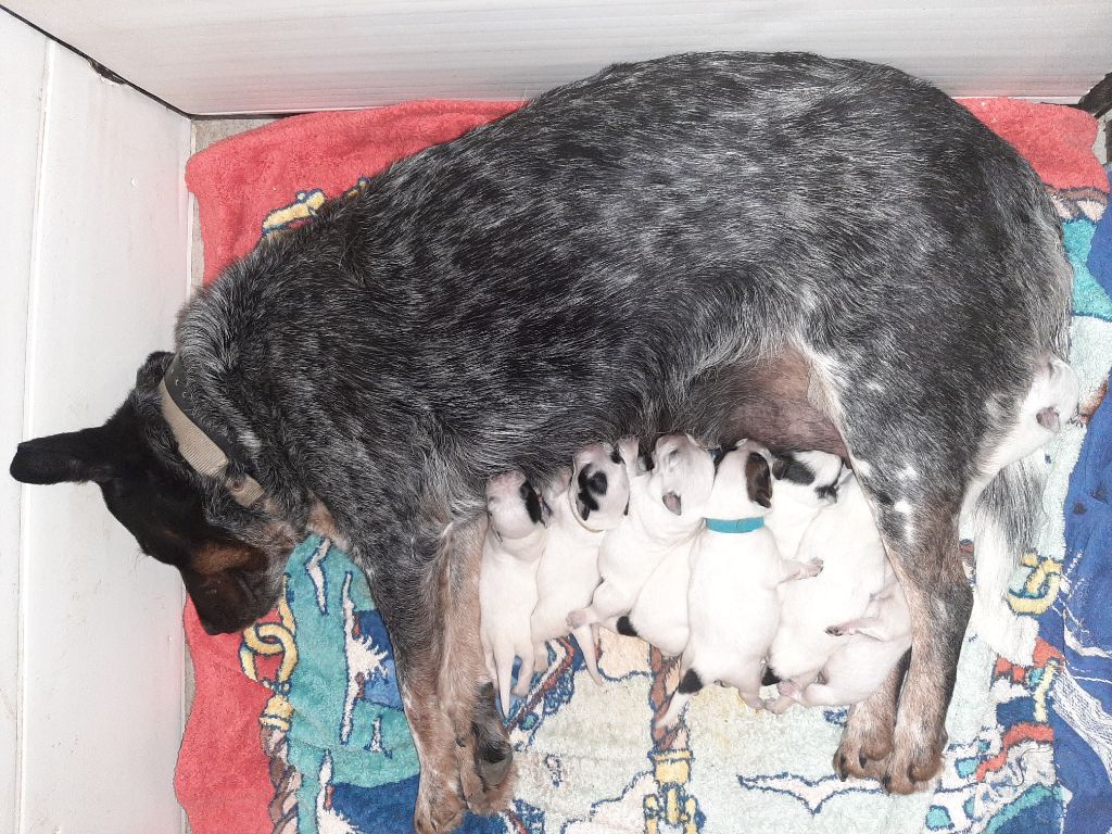 Chiot Bouvier australien de la Forêt des p'tits loups
