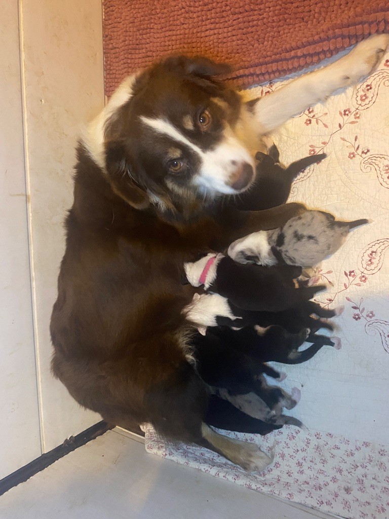 de la Forêt des p'tits loups - Berger Américain Miniature  - Portée née le 12/09/2025