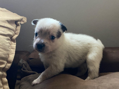 CHIOT